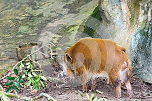 Potamochoerus or red river hog is a genus in the pig family