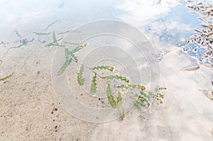 Potamogeton crispus, curled pondweed, curly-leaf pondweed in fresh water lake