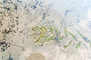 Potamogeton crispus, curled pondweed, curly-leaf pondweed in fresh water lake