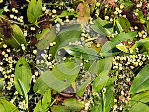Potamogeton natans or broad-leaved pondweed,