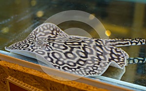 A potamotrygon jabuti in a fish tank.