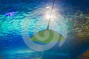 Stingray under swimming in Sealife aquarium Istanbul city Turkey