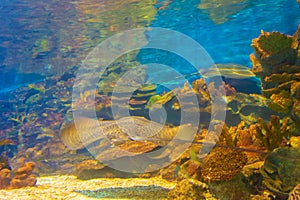 Tiger stingray swimming in Sealife aquarium Istanbul city Turkey