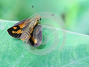 Potanthus pava,commonly known as the Pava dart or yellow dart,is a butterfly belonging to the family Hesperiidae. photo