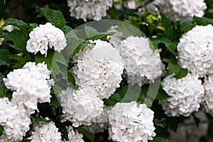 Potassium Bulldenezh a.a. Same Gortensia Bulldenezh or lat Hydrangea. A flowering tree or bush with large white globular flowers.