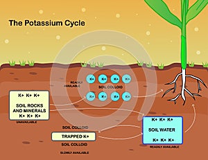 The potassium cycle