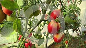 Potassium deficiency in tomato fruits