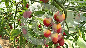 Potassium deficiency in tomato fruits