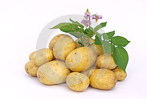 Potato 03