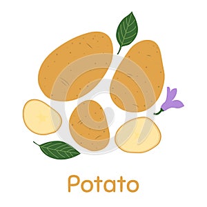 Potato. Vector Illustration EPS.