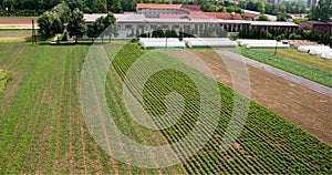 Potato agricultural plant