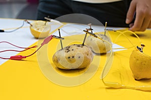 Potato battery STEM activity with potatoes, lemons, alligator cl