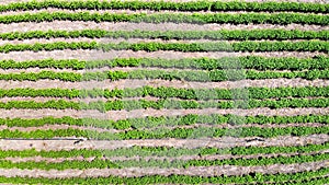 Potato bed aerial, top view. Farming and agronomy background
