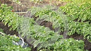 Potato beds watering - water sprinkler working in farm. organic natural potato bushes watering