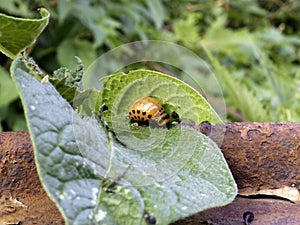 Potato beetle
