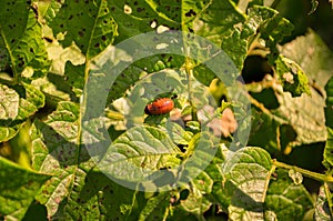 Potato beetle