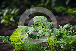 Potato beetle is climbing a sheet of a fairly bitten bush