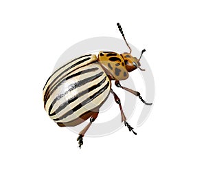 Potato beetle