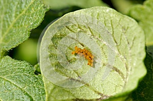 Potato Beetle Egg Cluster