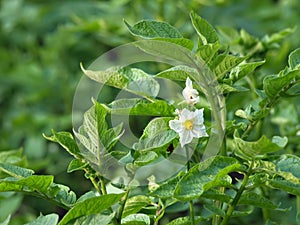 Potato in bloom