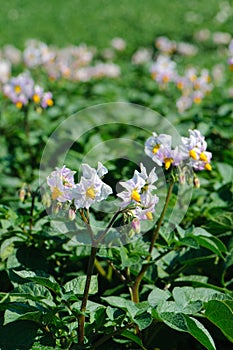 Potato bloom