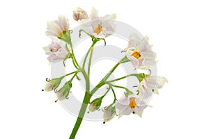 Potato blooming flower on white