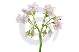 Potato blooming flower on white