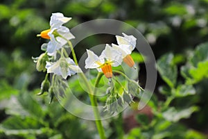 Potato blossoms against a blurred garden background