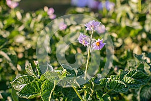 Potato blossoms on sunny day in summer