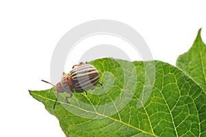 Potato Bug