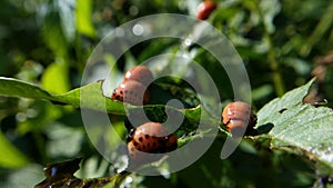 Potato bug destroying the crop. leptinotarsa decemlineata insects eating the leaves of plants