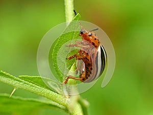 Potato Bug Eating A Leaf 2