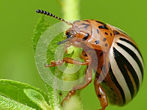 Potato Bug Eating A Leaf 2