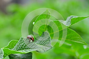 Potato bug eating from a potato leaf