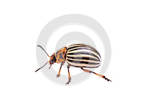 A potato bug isolated on white background