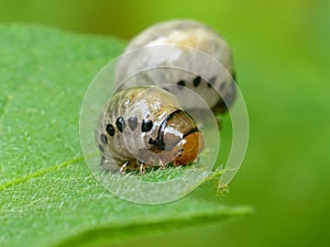 Potato Bug Larva 1