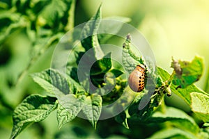 Potato bug larvae feeding on a plant leaf