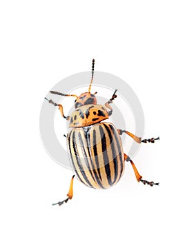 Potato bug leptinotarsa decemlineata isolated on the white background