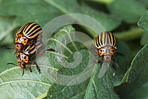 Potato bugs on foliage of potato in nature, natural background, close view.Colorado beetle eats a potato leaves young.Colorado