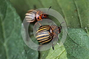 Potato bugs on foliage of potato in nature, natural background, close view.Colorado beetle eats a potato leaves young.Colorado