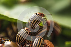 Potato bugs on foliage of potato in nature, natural background, close view.Colorado beetle eats a potato leaves young.Colorado