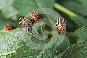 Potato bugs on foliage of potato in nature, natural background, close view.Colorado beetle eats a potato leaves young.Colorado