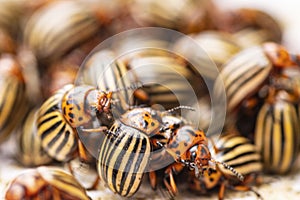 Potato bugs on foliage of potato in nature, natural background, close view.Colorado beetle eats a potato leaves young.Colorado