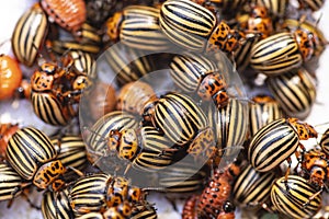 Potato bugs on foliage of potato in nature, natural background, close view.Colorado beetle eats a potato leaves young.Colorado