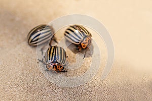 Potato bugs on foliage of potato in nature, natural background, close view.Colorado beetle eats a potato leaves young.Colorado