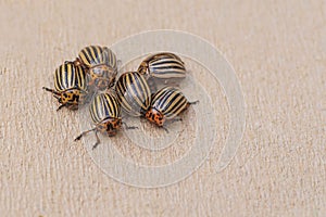 Potato bugs on foliage of potato in nature, natural background, close view.Colorado beetle eats a potato leaves young.Colorado