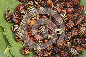 Potato bugs on foliage of potato in nature, natural background, close view.Colorado beetle eats a potato leaves young.Colorado