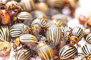 Potato bugs on foliage of potato in nature, natural background, close view.Colorado beetle eats a potato leaves young.Many