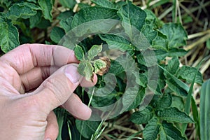 Potato bush with brown and yellow spots on foliage, fungal problem.