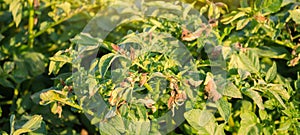 Potato bushes affected by Phytophthora Phytophthora Infestans In the field. Growing vegetables. Crop failure. Dry leaves of photo